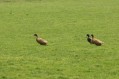 100328Lentewandeling017.jpg: 722x480, 105k (May 16, 2024, at 07:49 PM)