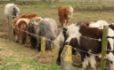 100328Lentewandeling018.jpg: 779x480, 141k (May 16, 2024, at 07:49 PM)